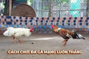 Tuyệt Chiêu Cách Chơi Đá Gà Sabong Tại ABC8 Thắng Lớn Mỗi Ngày