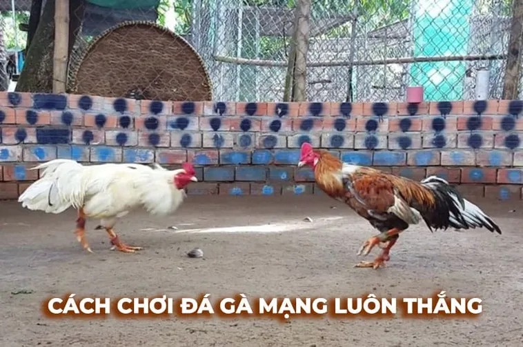 Tuyệt Chiêu Cách Chơi Đá Gà Sabong Tại ABC8 Thắng Lớn Mỗi Ngày